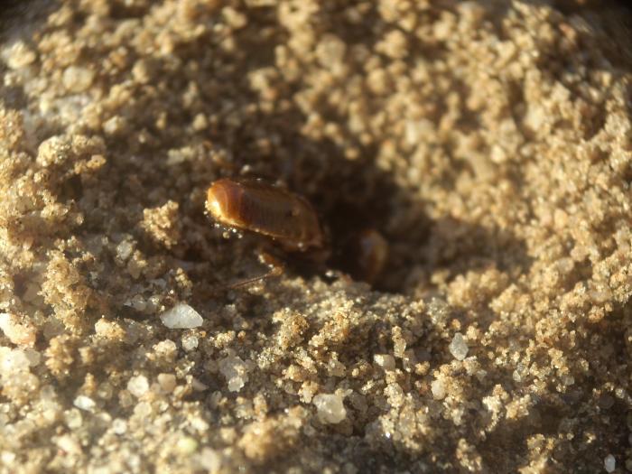 Царская пара термитов Anacanthotermes основывает новое гнездо. 